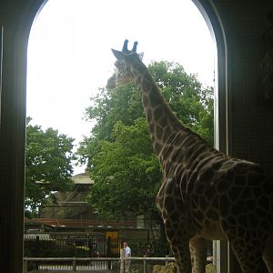Rothschild's Giraffe Looking Outside
