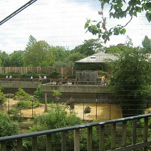 Africa View From Inside Snowdon Aviary