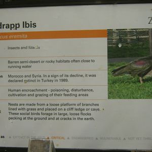 Waldrapp Ibis Sign