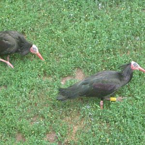 Waldrapp Ibises
