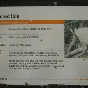 Sacred Ibis Sign