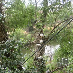 Sacred Ibises