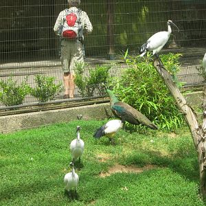 Sacred Ibises