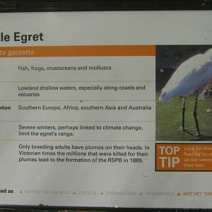 Little Egret Sign