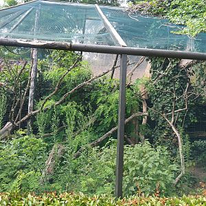 Red-bellied lemur exhibit, 2019-08-11