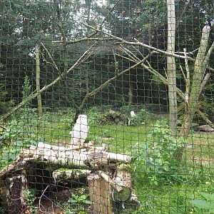 Snowy owl aviary, 2019-08-11