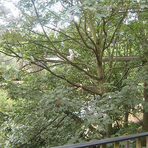 Tree View With Little Egrets