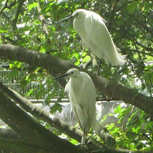 Little Egrets