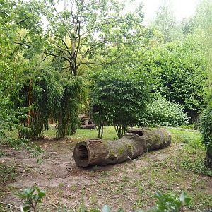 Main giant anteater paddock, 2019-08-11