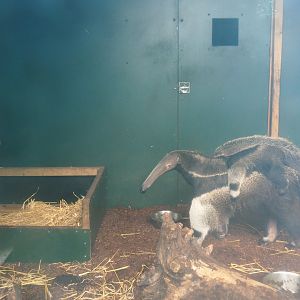 Giant anteater indoor housing (with female with pup), 2019-08-11