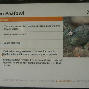 Green Peafowl Sign