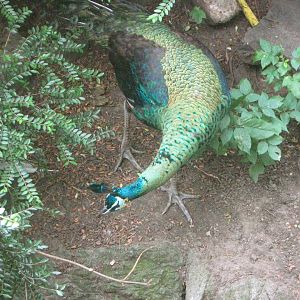 Green Peafowl Cock