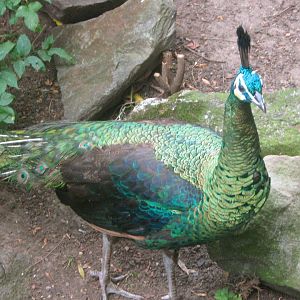 Green Peafowl Cock
