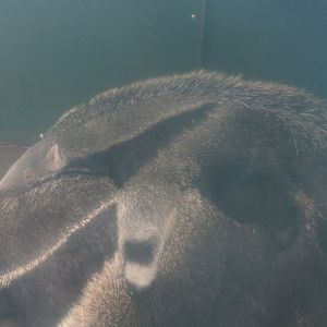 Giant anteater pup (Myrmecophaga tridactyla), 2019-08-11
