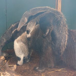 Giant anteater female with pup (Myrmecophaga tridactyla), 2019-08-11