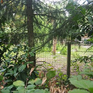 Difficult viewing into second giant anteater paddock, 2019-08-11