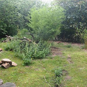 Second giant anteater paddock, 2019-08-11