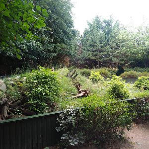 Meerkat exhibit, 2019-08-11