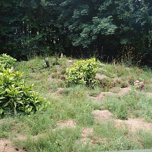 Meerkat exhibit, 2019-08-11