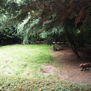 Bush dog exhibit, 2019-08-11