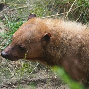 Bush dog (Speothos venaticus), 2019-08-11