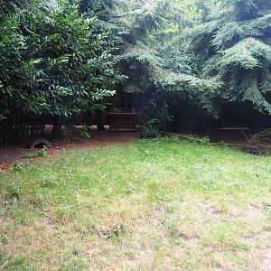 Bush dog exhibit, 2019-08-11