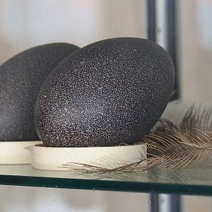 Emu eggs and feathers, 2019-08-11