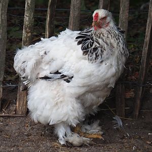 Light Columbian Brahma chicken (Gallus gallus domesticus), 2019-08-11