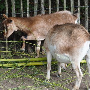 Pygmy goats (Capra aegagrus hircus) chewing on bamboo, 2019-08-11