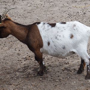 Pygmy goat (Capra aegagrus hircus), 2019-08-11