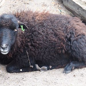 Ouessant sheep (Ovis aries), 2019-08-11