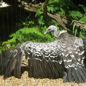 Rüppell's Griffon Vulture