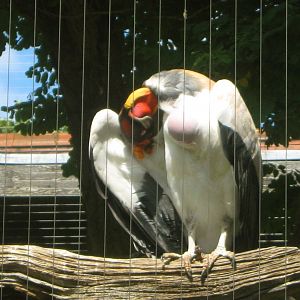 King Vulture