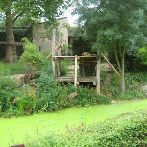 Asiatic Lion Exhibit