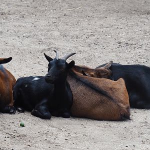 Pygmy goats (Capra aegagrus hircus), 2019-08-11