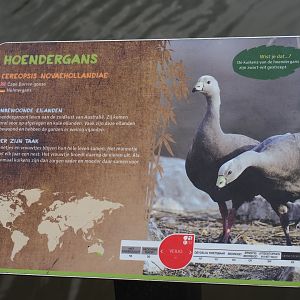 Sign Cape Barren goose, 2019-08-11