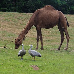 Dromedary camel (Camelus dromedarius) and Cape Barren geese (Cereopsis novaehollandiae), 2019-08-11