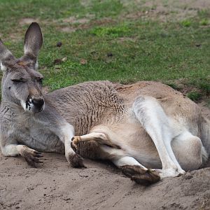 Female red kangaroo (Macropus rufus) with large joey in pouch, 2019-08-11