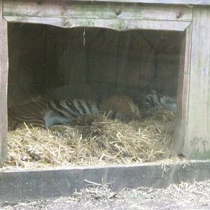 Sumatran Tiger Den