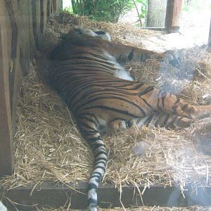 Sumatran Tiger Sleeping