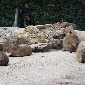 Capybaras (Hydrochoerus hydrochaeris), 2019-08-11
