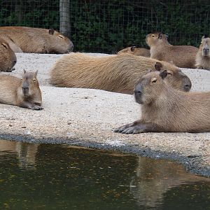 Capybaras (Hydrochoerus hydrochaeris), 2019-08-11