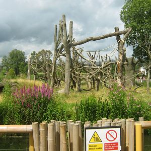 Western Lowland Gorilla Exhibit