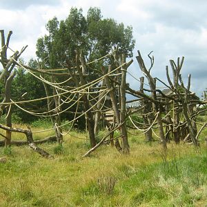 Western Lowland Gorilla Exhibit