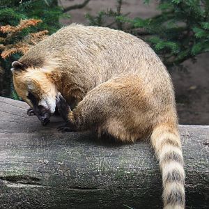 Ring-tailed coati (Nasua nasua), 2019-08-11