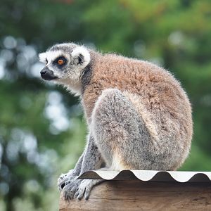 Ring-tailed lemur (Lemur catta), 2019-08-11