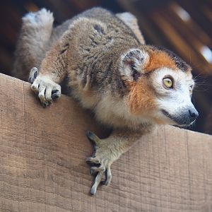 Male crowned lemur (Eulemur coronatus), 2019-08-11