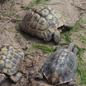 Hermann's tortoises (Testudo hermanni), 2019-08-11