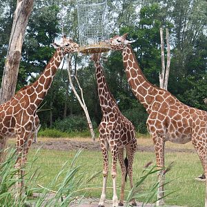 Reticulated giraffes (Giraffa reticulata), 2019-08-11