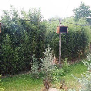 Kirk's dik-dik - Palm nut vulture - Hooded vulture - Grey crowned crane aviary, 2019-08-11